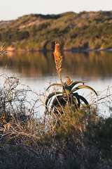 Aloe africana