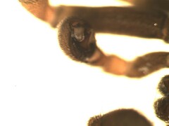 Trachyzelotes pedestris