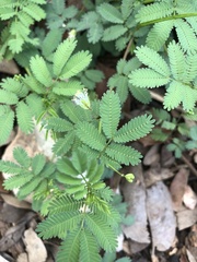 Desmanthus velutinus