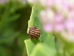 Graphosoma italicum