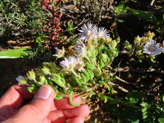 Drosanthemum hispifolium