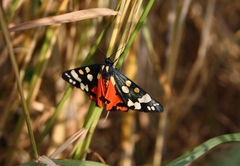 Callimorpha dominula