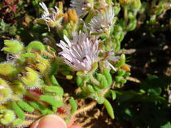 Drosanthemum hispifolium