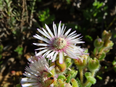 Drosanthemum hispifolium