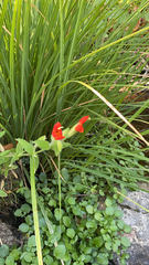 Erythranthe cardinalis