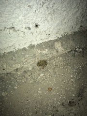 Bufotes viridis viridis