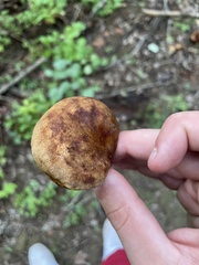 Boletinellus merulioides