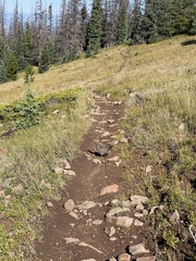 Dendragapus obscurus