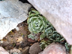 Saxifraga paniculata