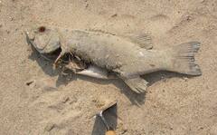 Micropterus dolomieu