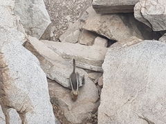 Callospermophilus lateralis