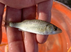 Dicentrarchus labrax