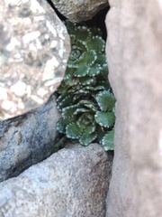Saxifraga paniculata