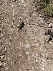 Anabrus simplex