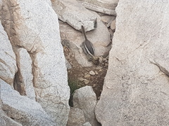 Callospermophilus lateralis