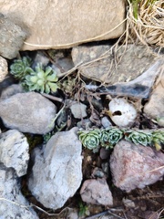 Saxifraga paniculata
