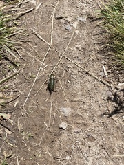 Anabrus simplex