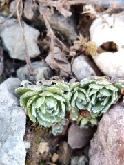 Saxifraga paniculata