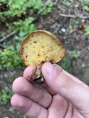 Boletinellus merulioides