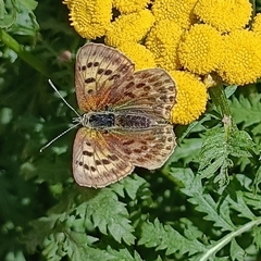 Lycaena virgaureae