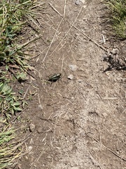 Anabrus simplex