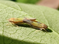 Igutettix oculatus