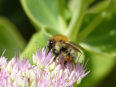Bombus pascuorum