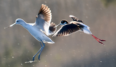 Recurvirostra americana