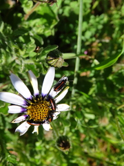 Neoeutrapela