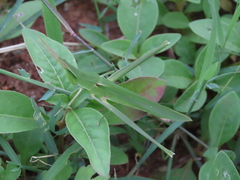 Acrida cinerea