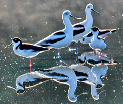 Recurvirostra americana