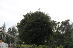 Podocarpus