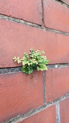 Asplenium ruta-muraria