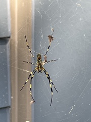 Trichonephila clavata