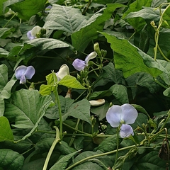 Psophocarpus tetragonolobus