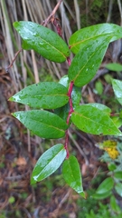 Gaultheria