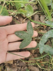 Trifolium medium