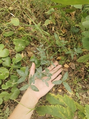 Trifolium medium