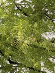 Taxodium