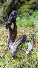 Helvella