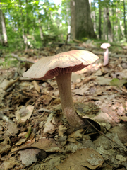 Laccaria ochropurpurea