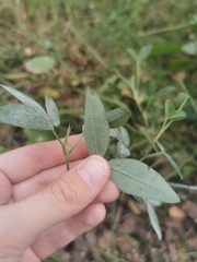 Trifolium medium