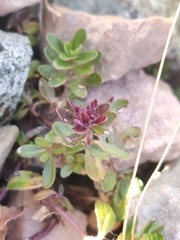 Thymus
