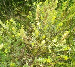 Rhinanthus serotinus