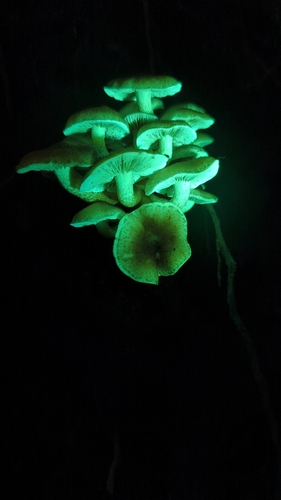 Hypholoma fasciculare — (c) Alan Rockefeller, some rights reserved (CC BY)