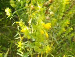 Rhinanthus serotinus