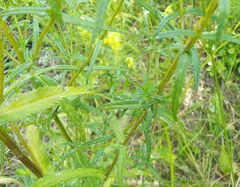 Rhinanthus serotinus