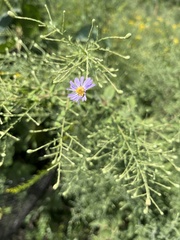 Symphyotrichum dumosum