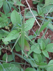 Acrida cinerea