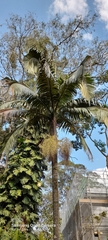 Archontophoenix alexandrae